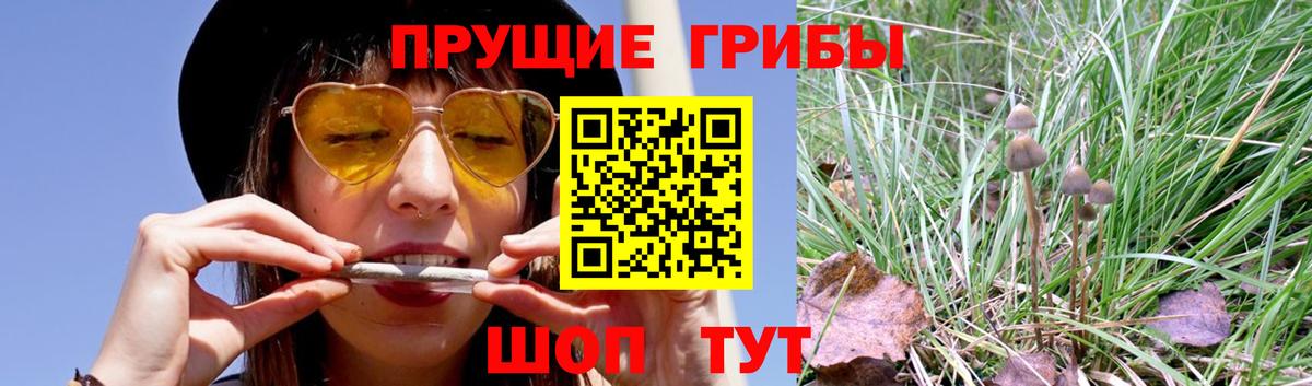 Псилоцибиновые грибы мицелий Соль-Илецк